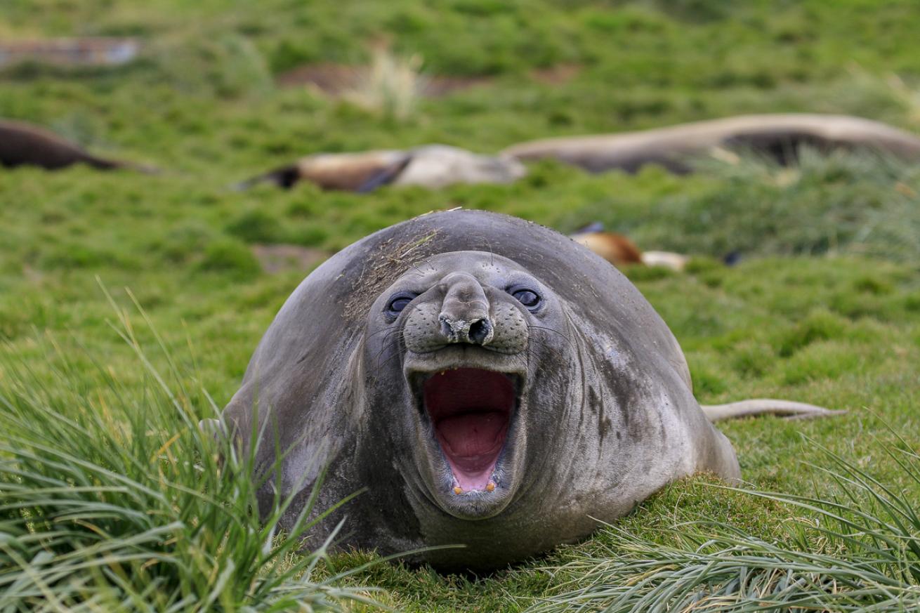 seal funny photo