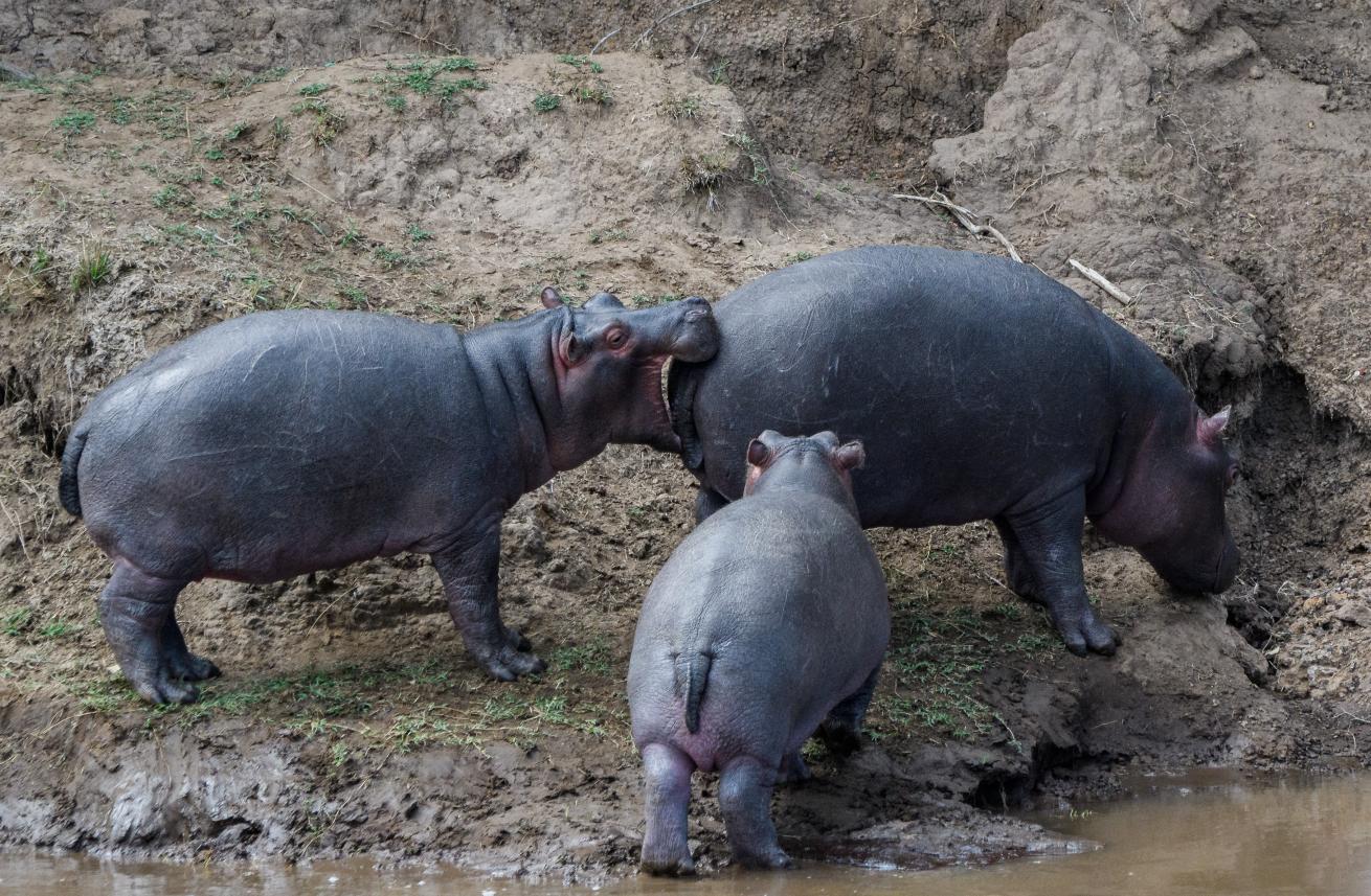 hippo photos