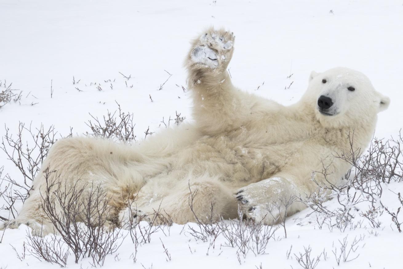 comedy wildlife photos