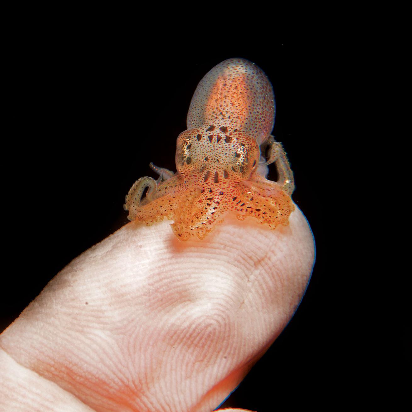 baby octopus