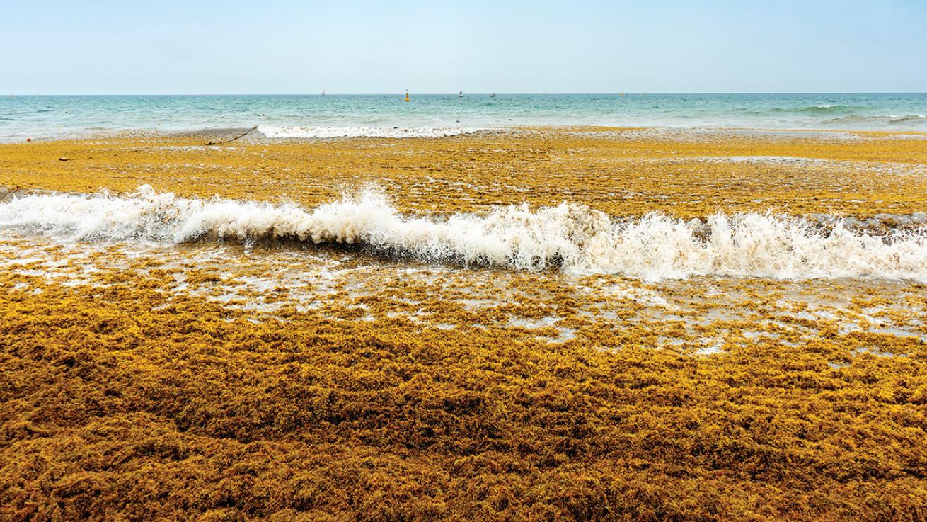 sargassum