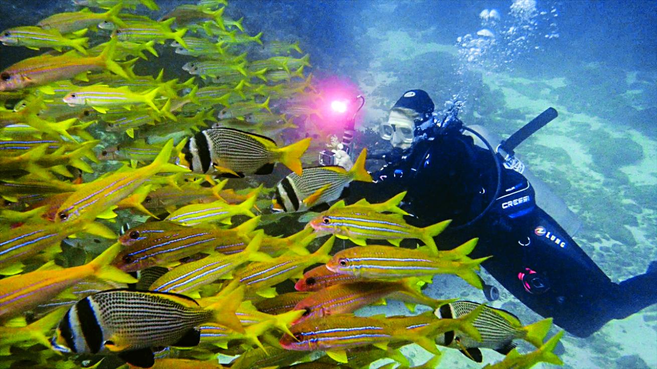 Oman scuba diving