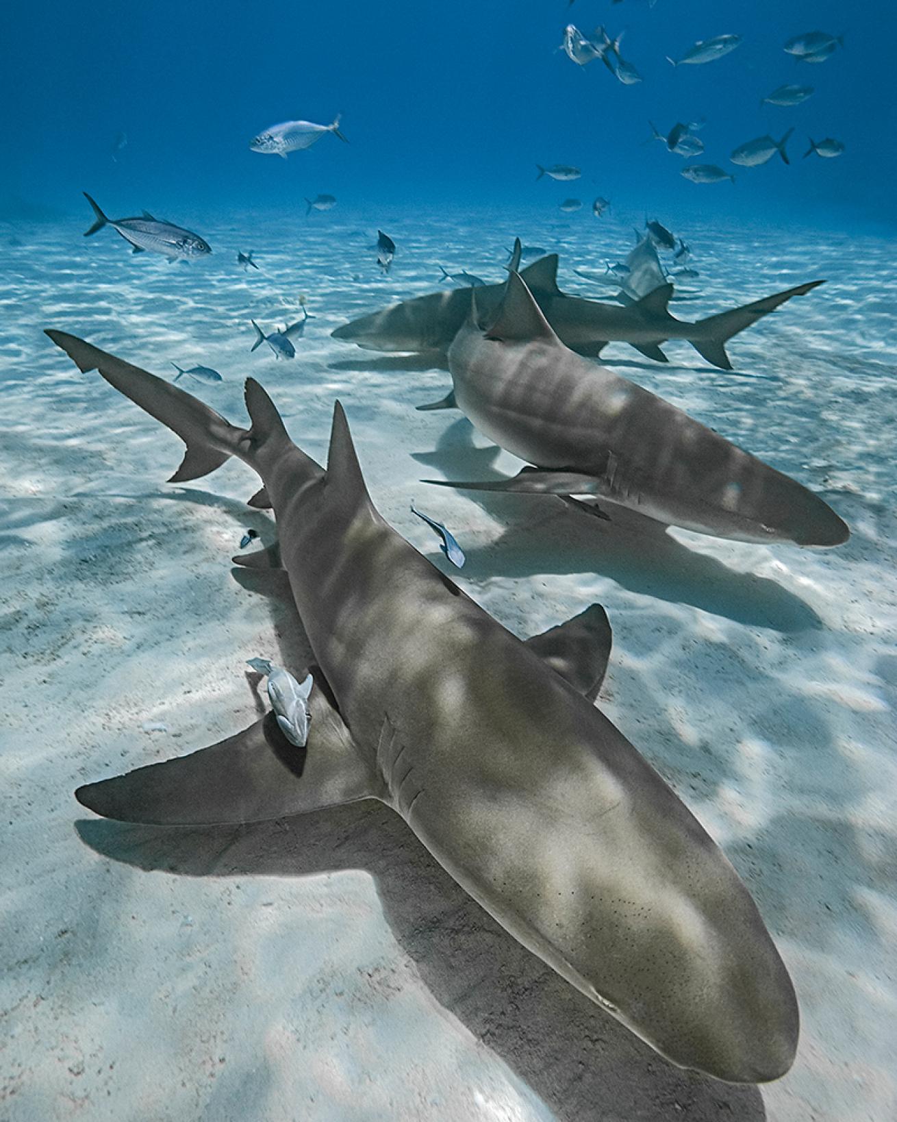 Caribbean reef sharks