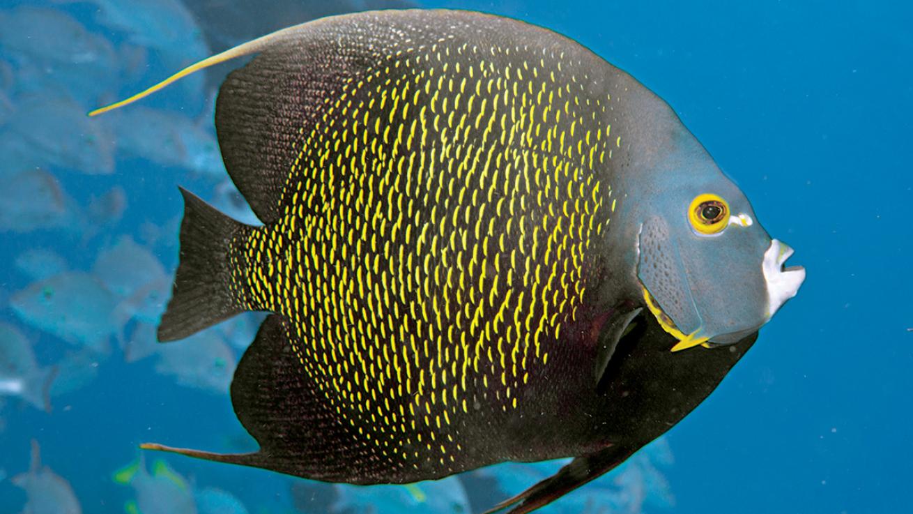 French Angelfish 