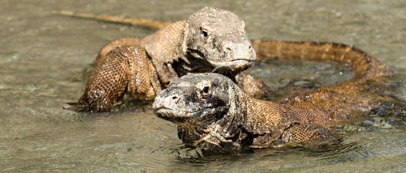 komodo national park