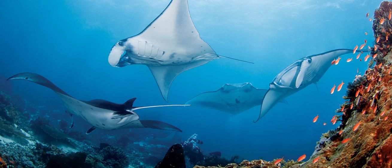 komodo national park