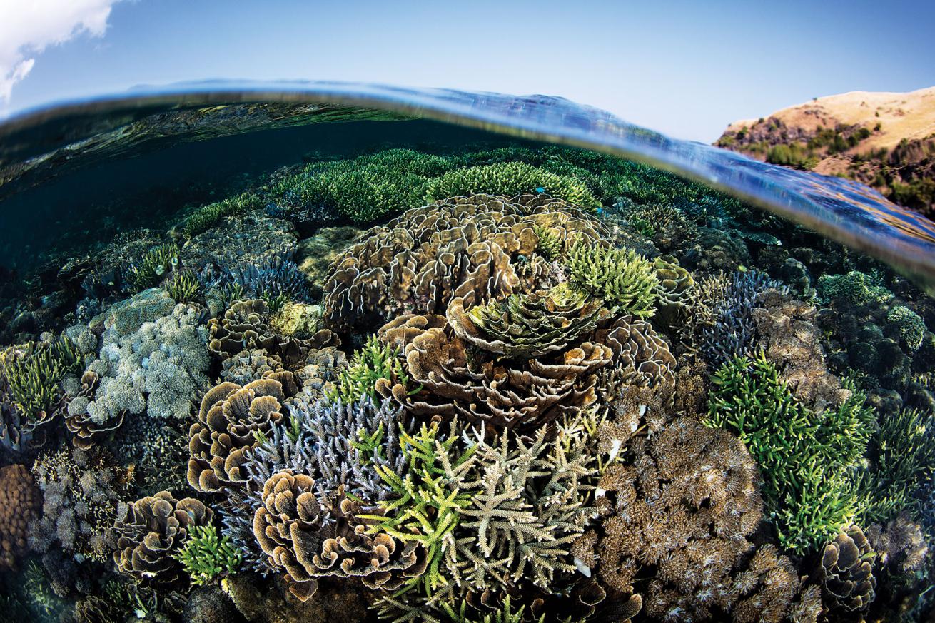 komodo national park