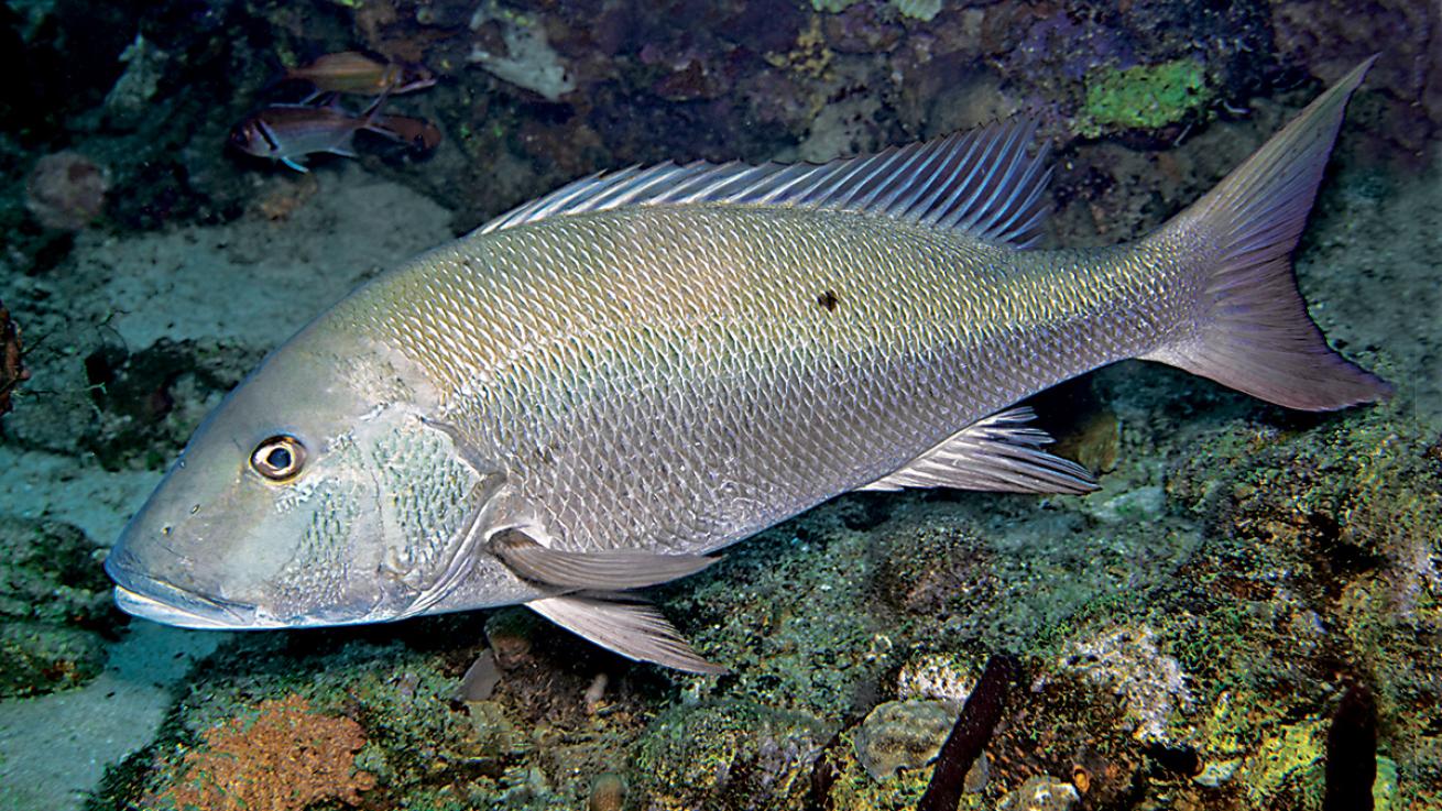 mutton snapper