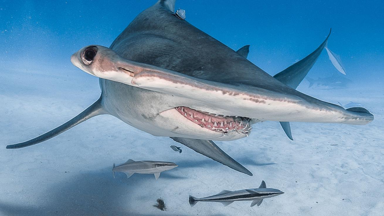 bahamas hammerhead