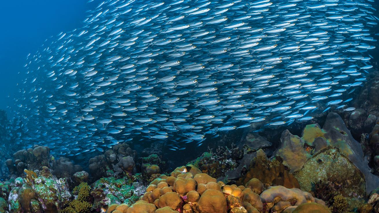 bonaire diving