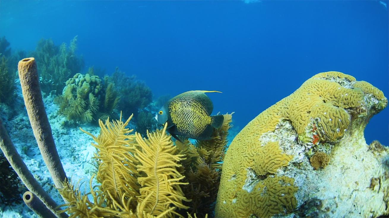 Florida Keys