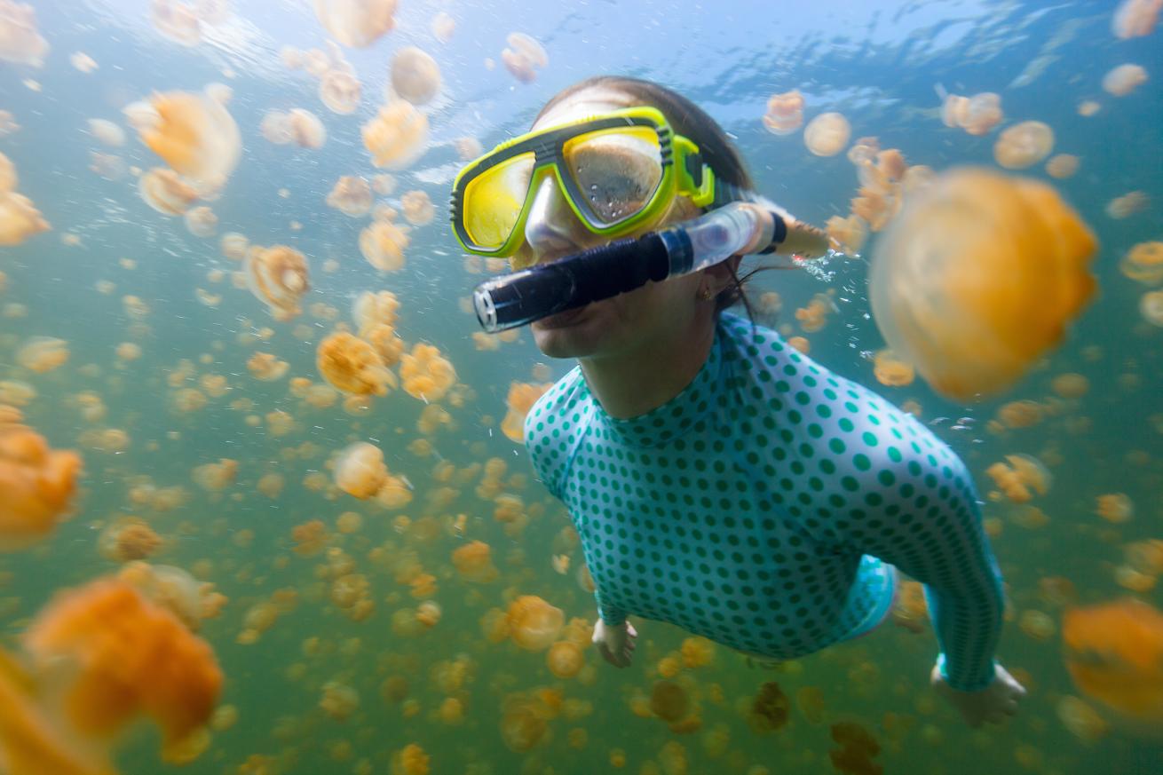 jellyfish lake palau