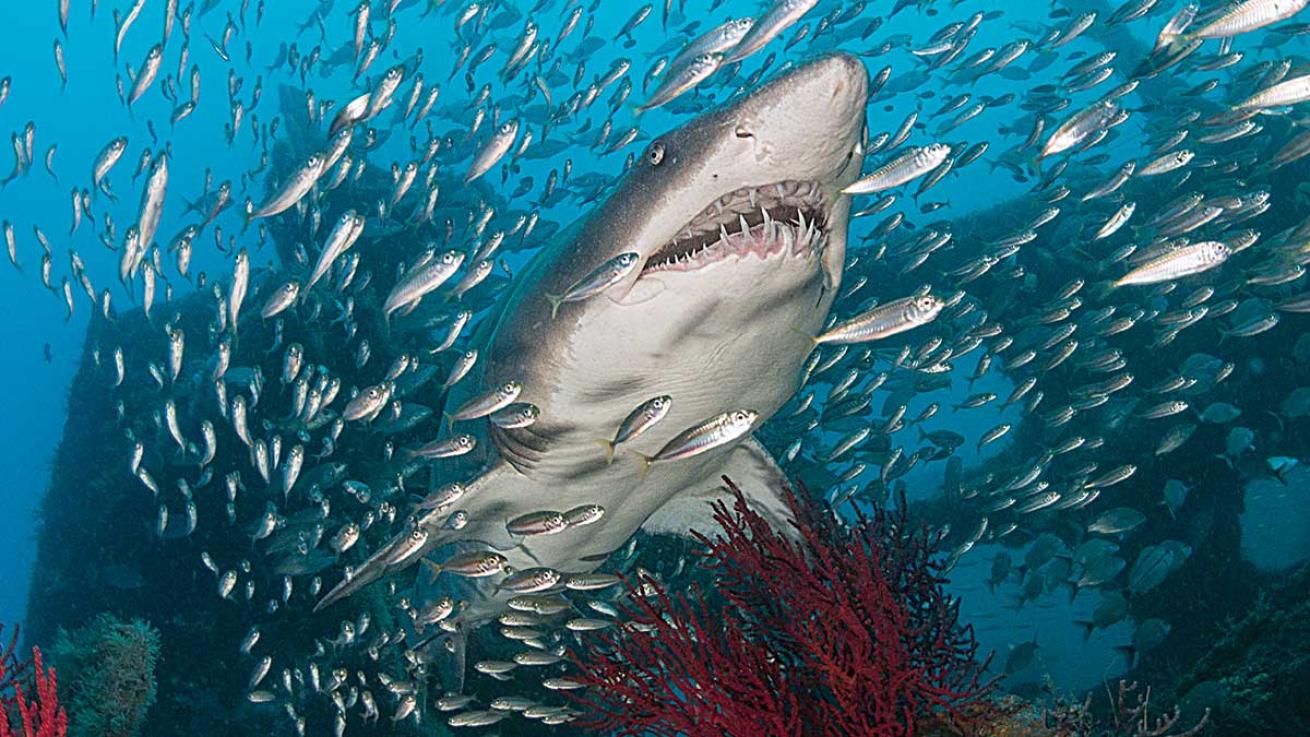 Sand tiger sharks