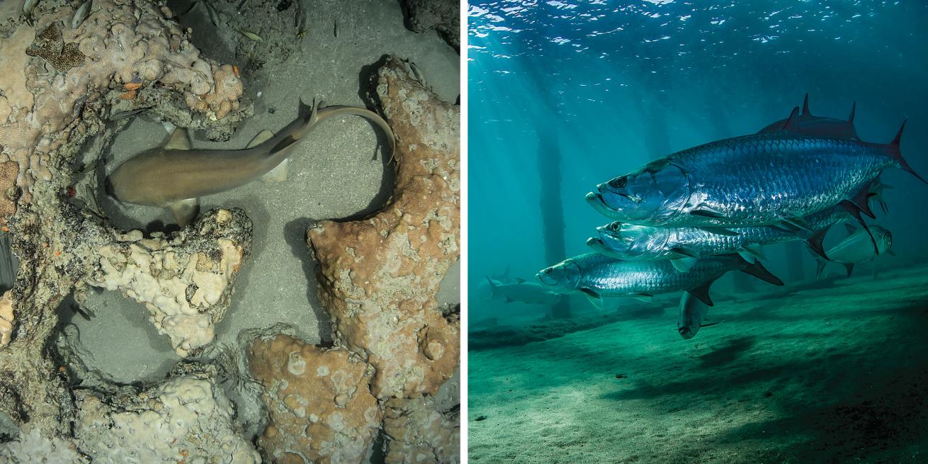 nurse sharks