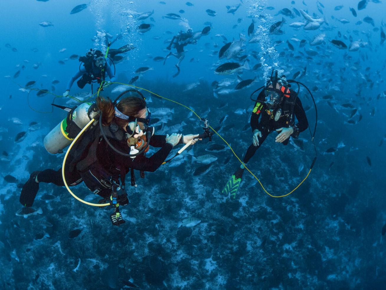 Grouper Moon Live Feed