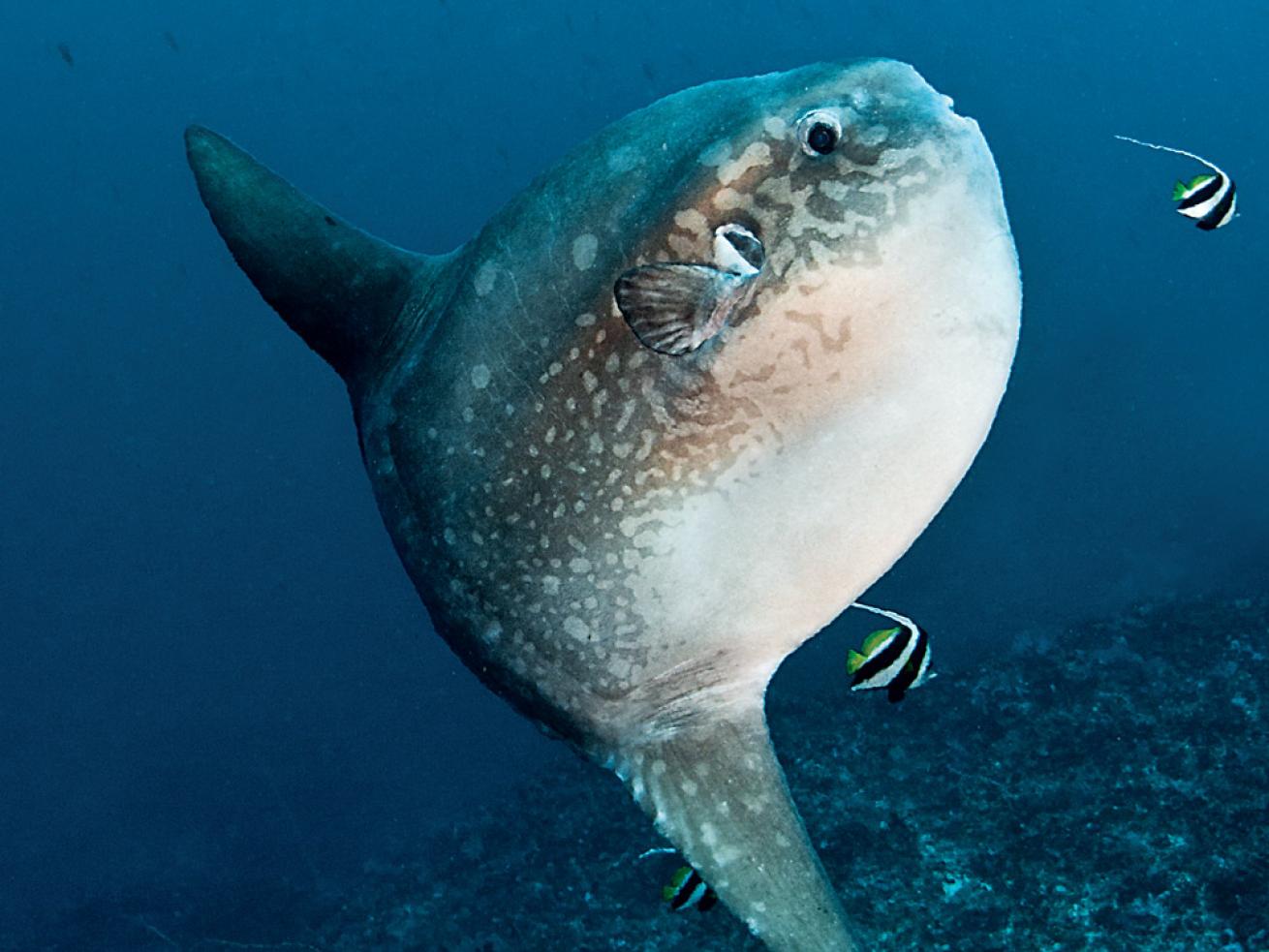 Mola Mola