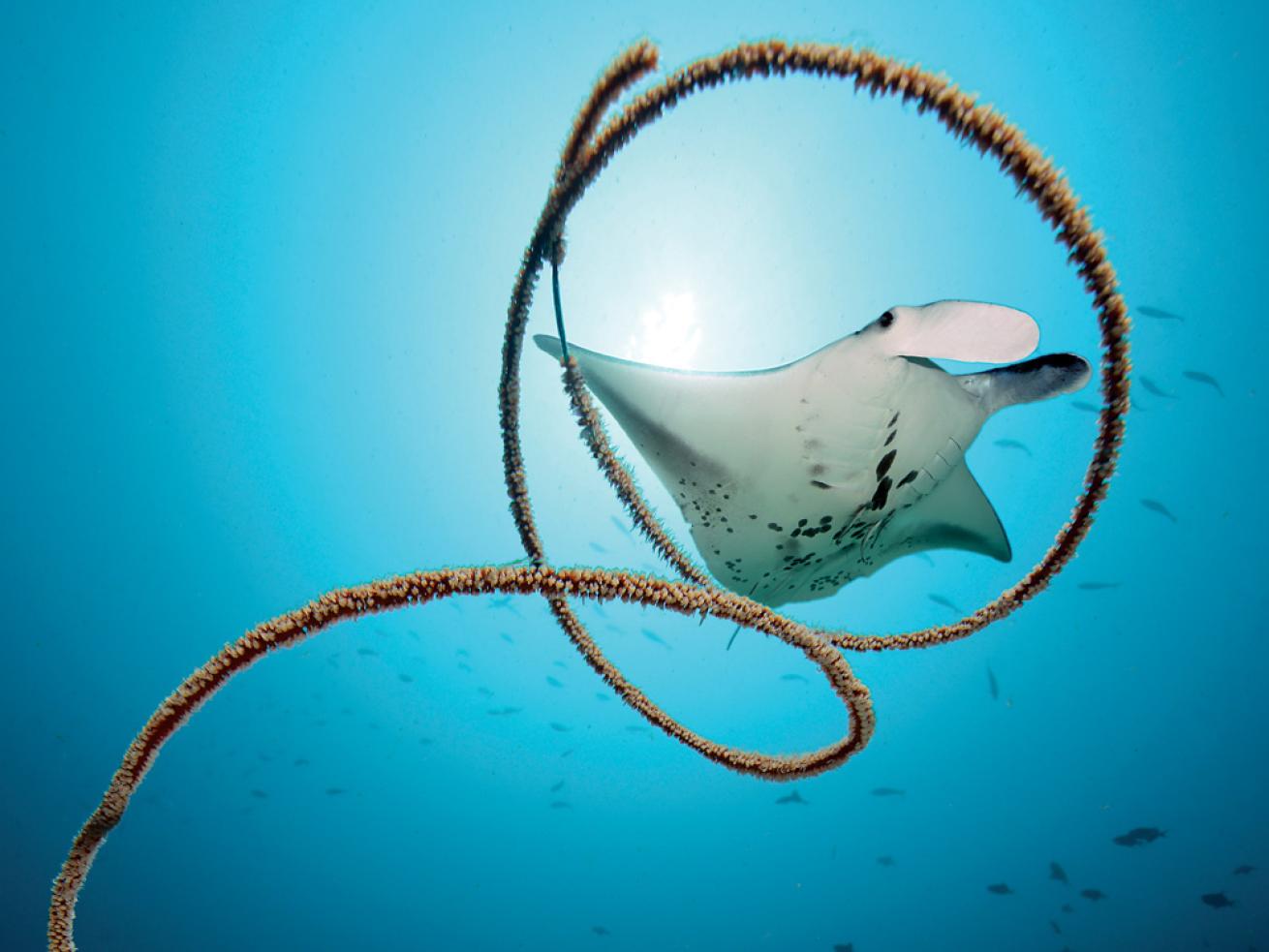 Manta Whip Coral