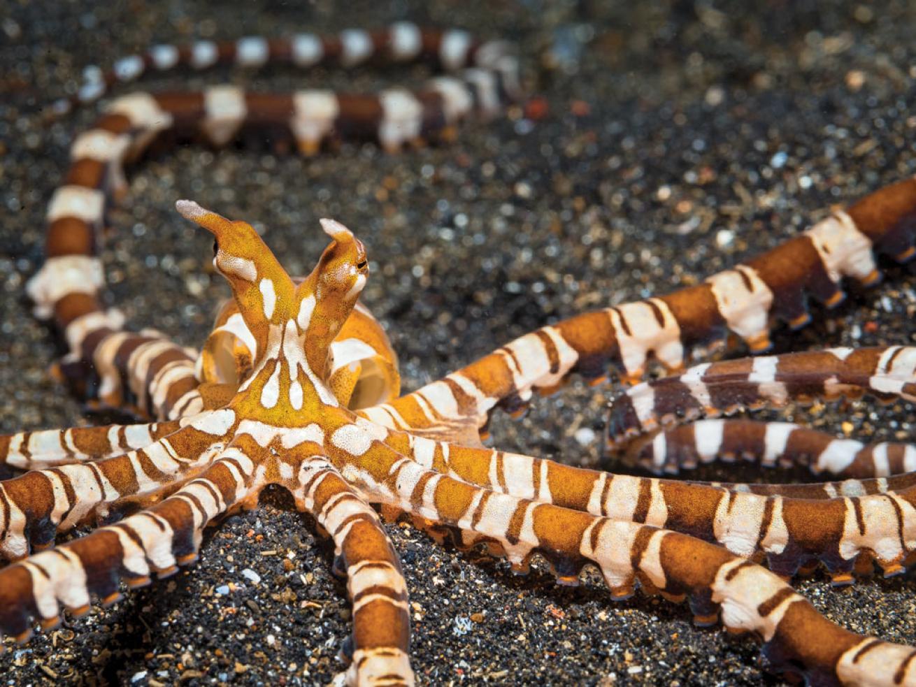 Wonderpus Octopus