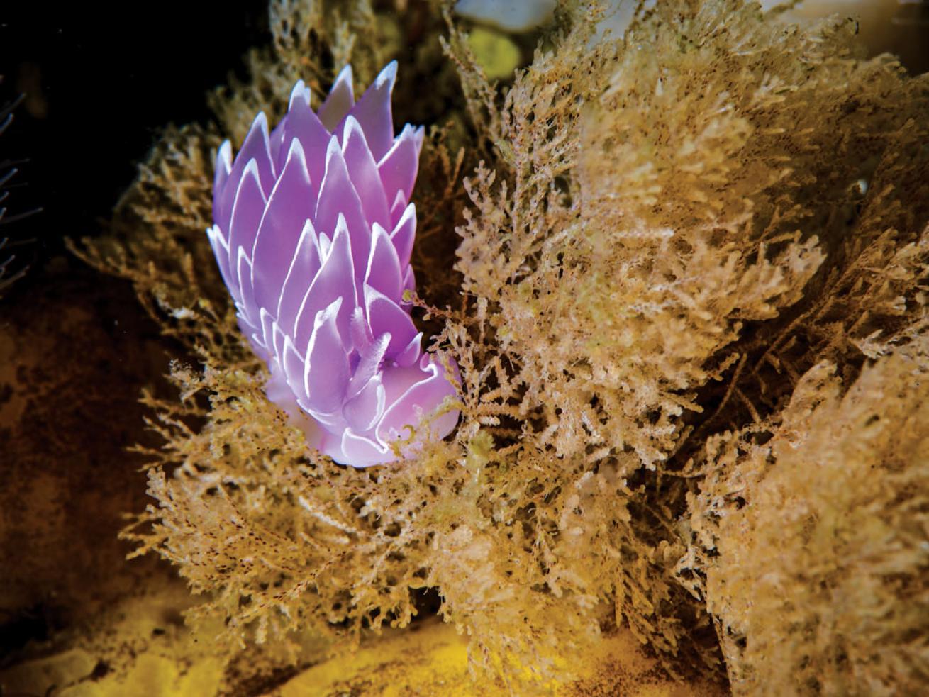 Nudibranches