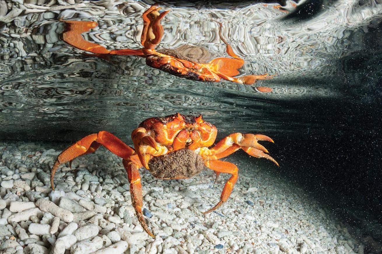 Red crab