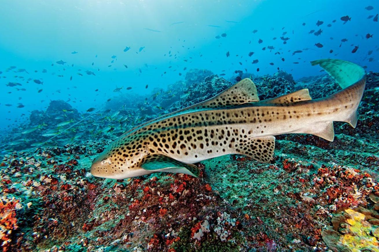 Zebra Shark