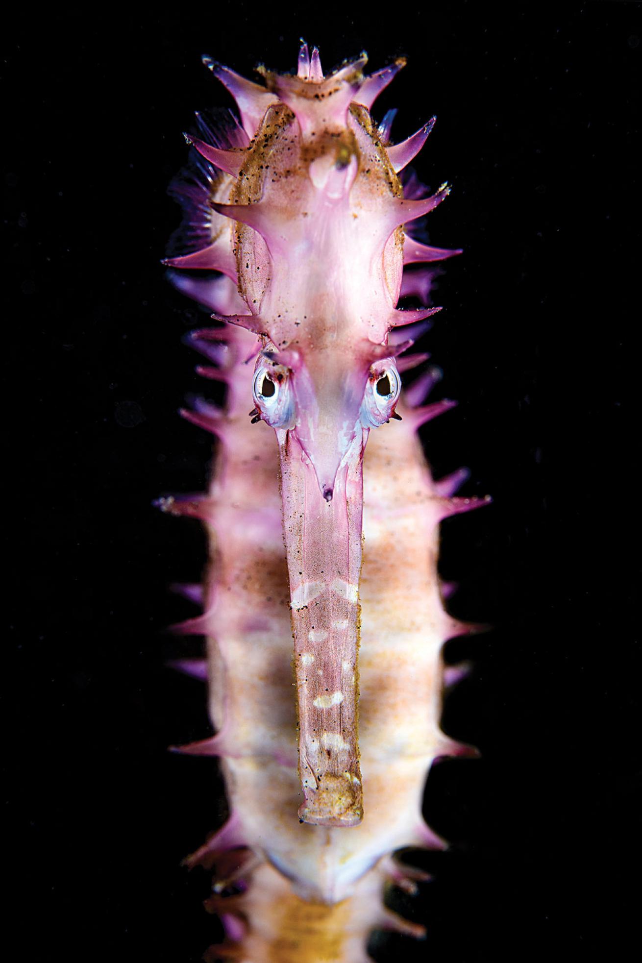 Seahorse close up photo