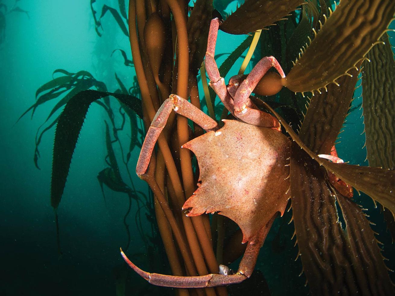 California kelp forest with crabs