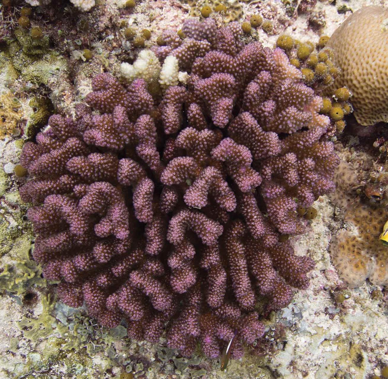 Pocillopora Coral