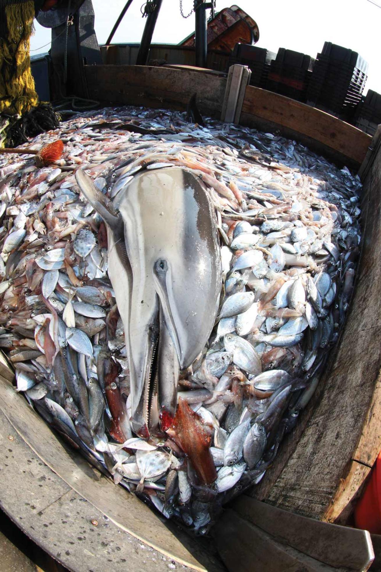 Dolphin caught among fish