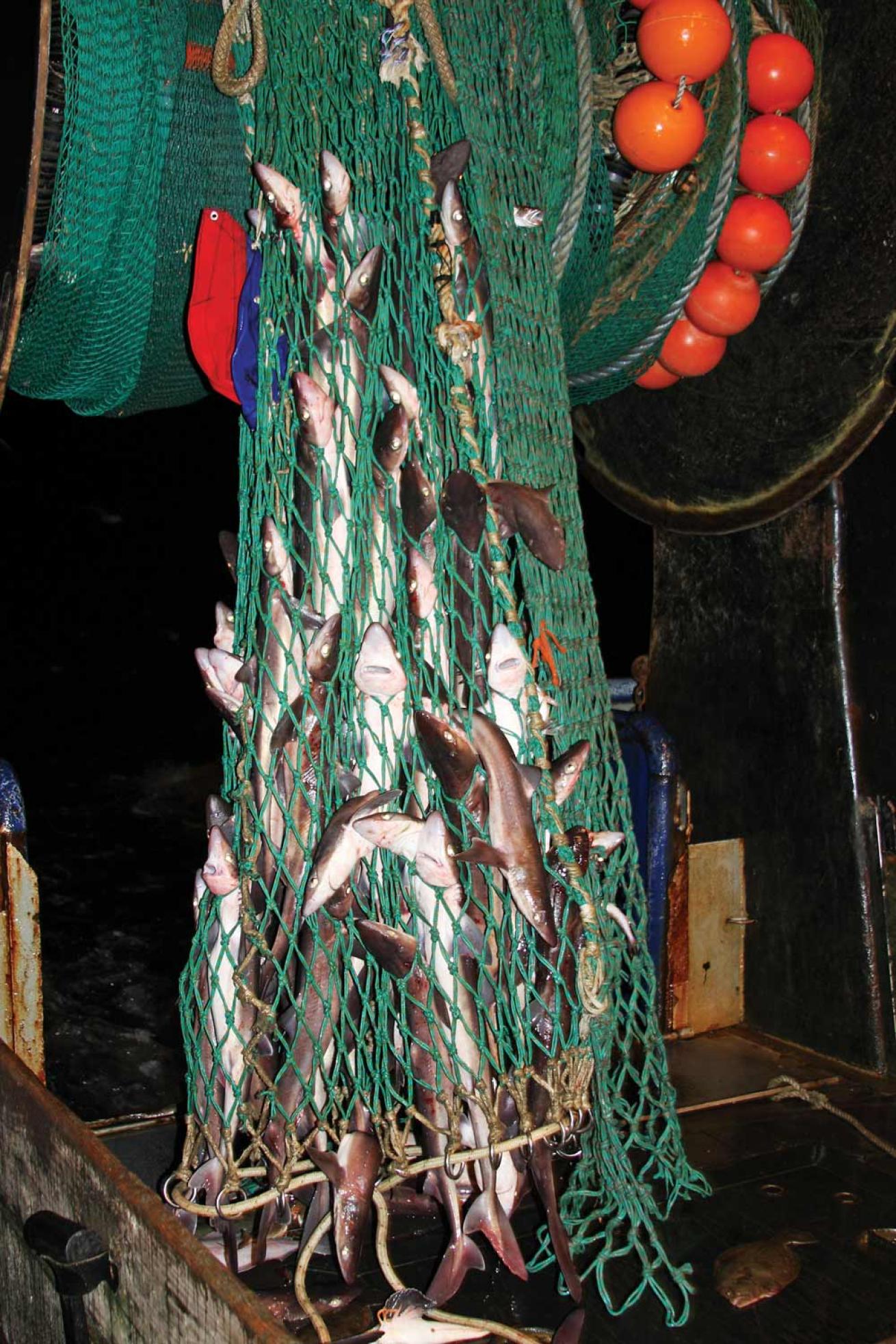 Sharks caught in net