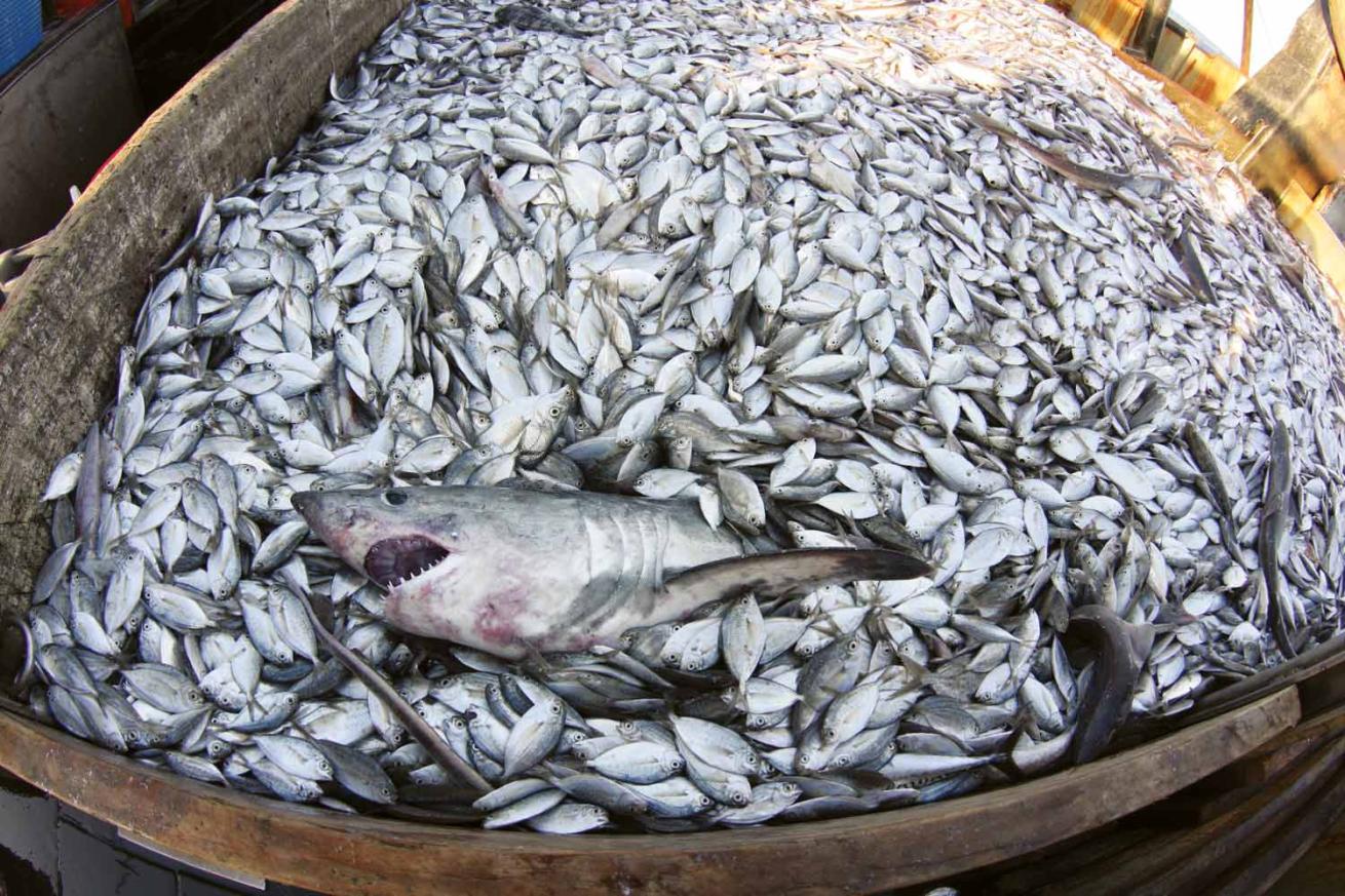 Bycatch claims this porbeagle