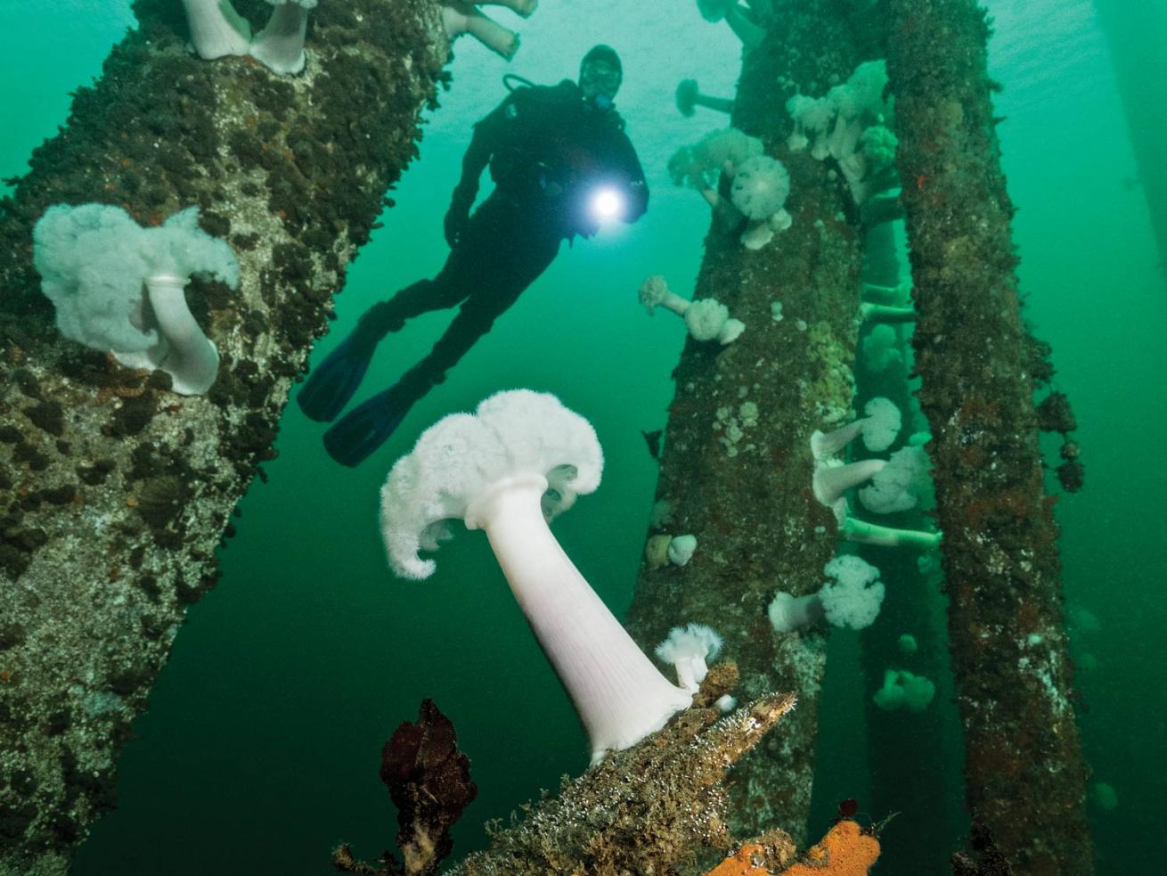 Argonaut Wharf in British Columbia