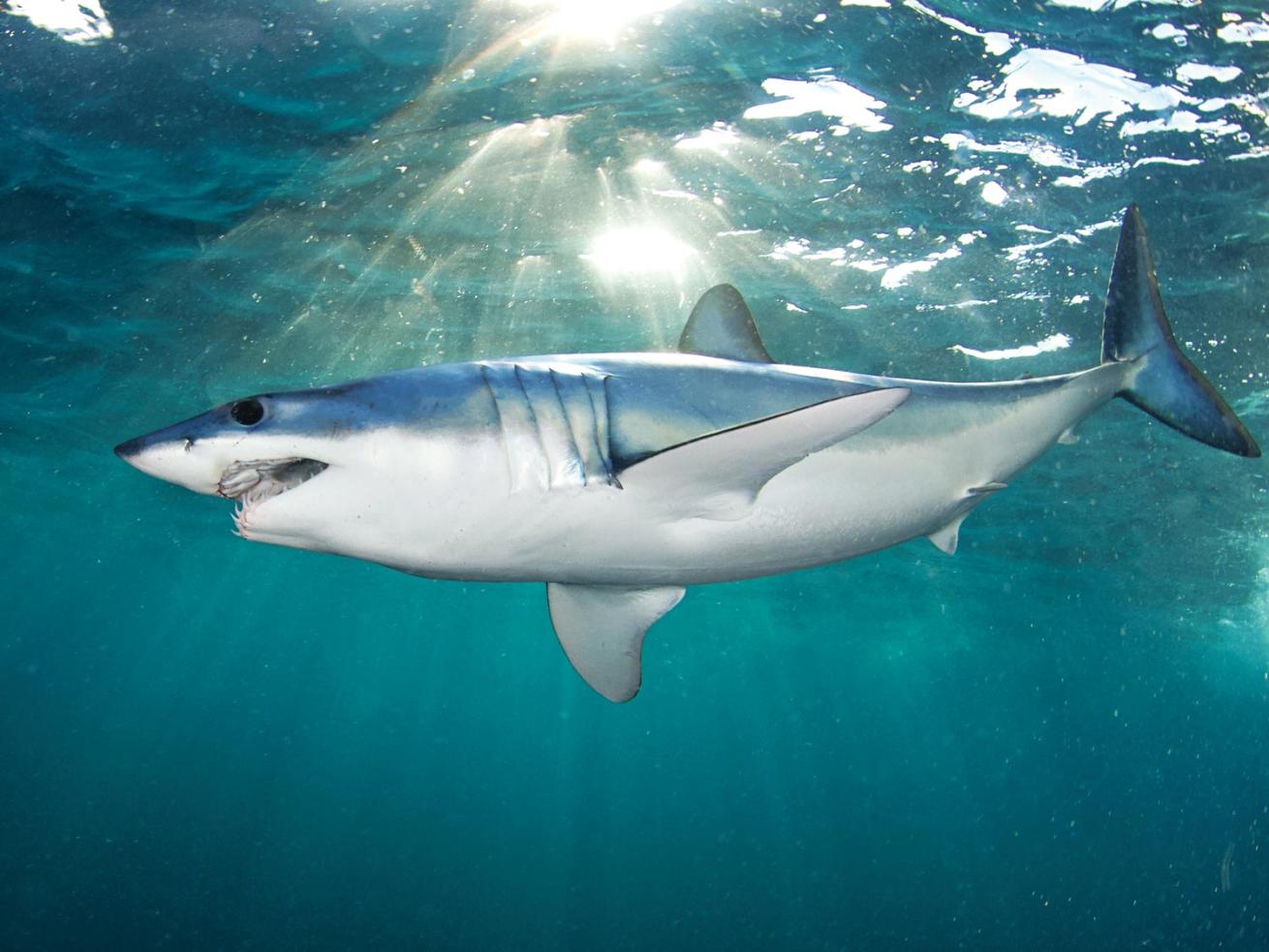 Twilight Mako Shark