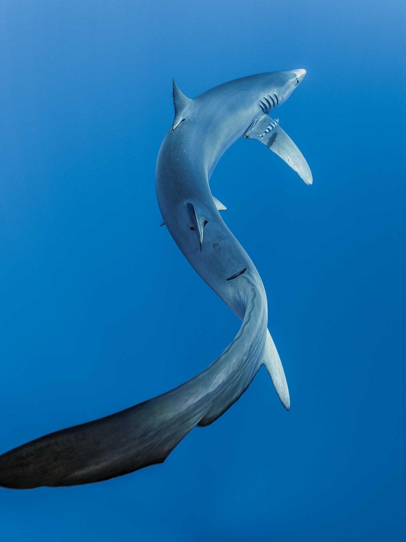 Blue Shark