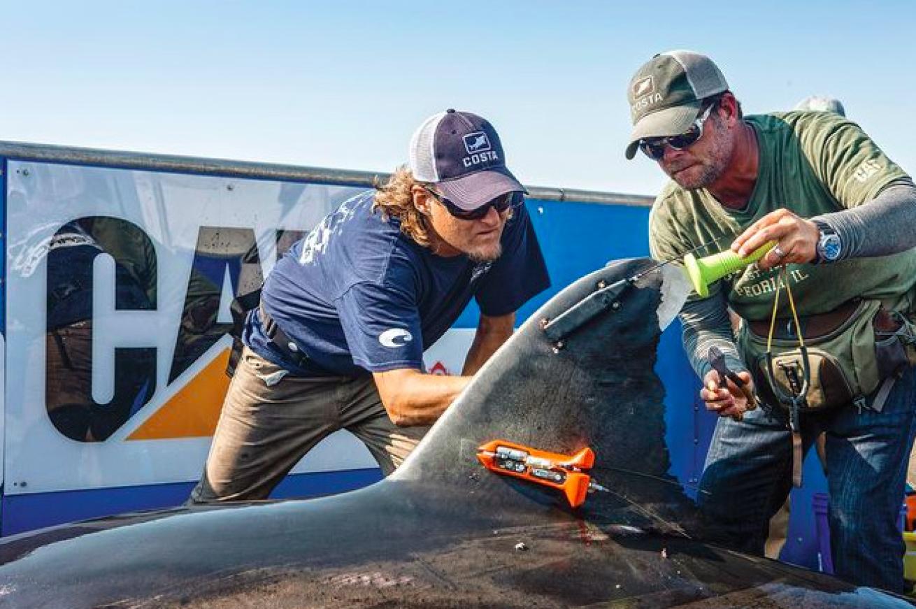 shark tagging