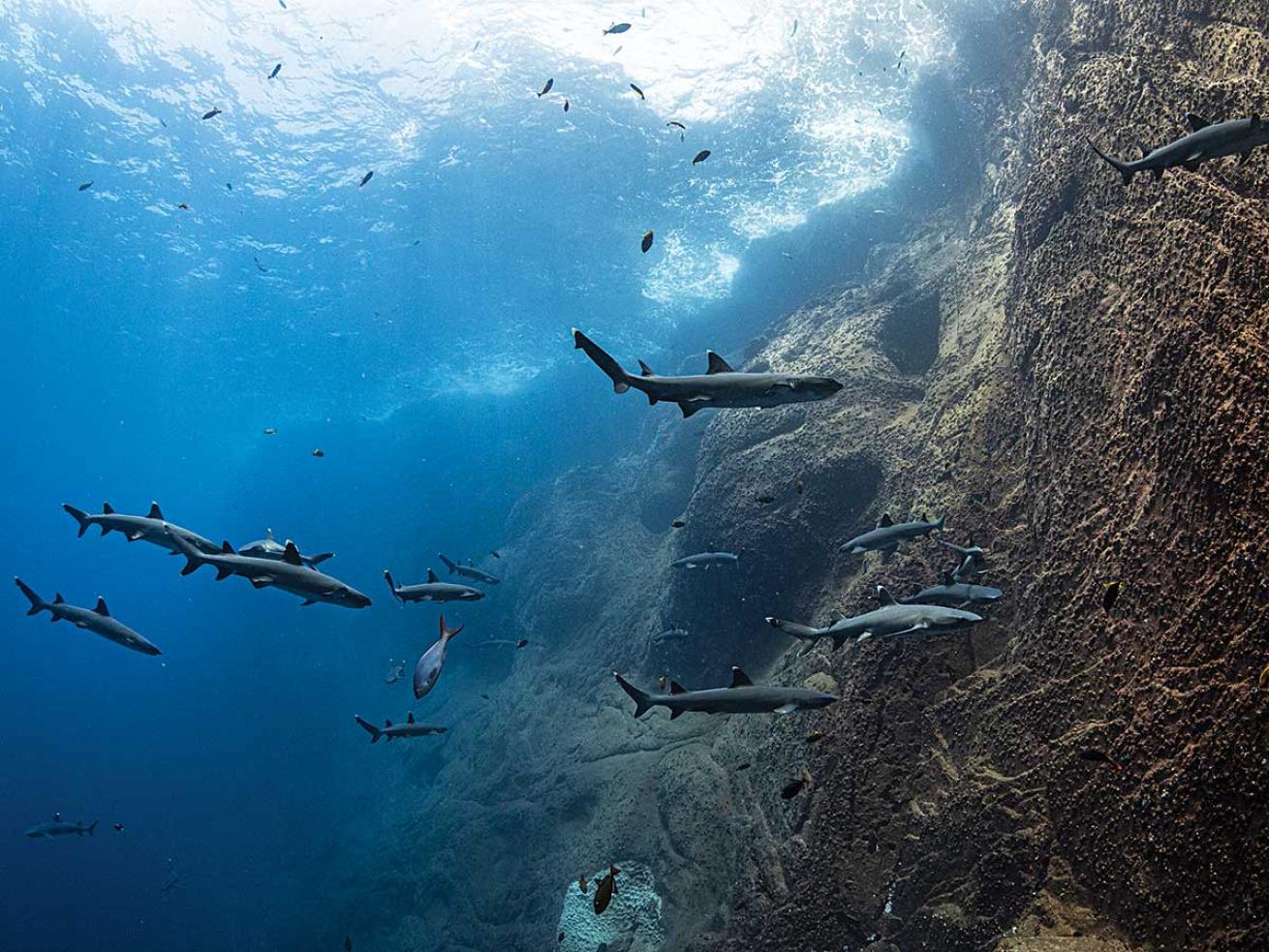 Whitetip Reef Sharks