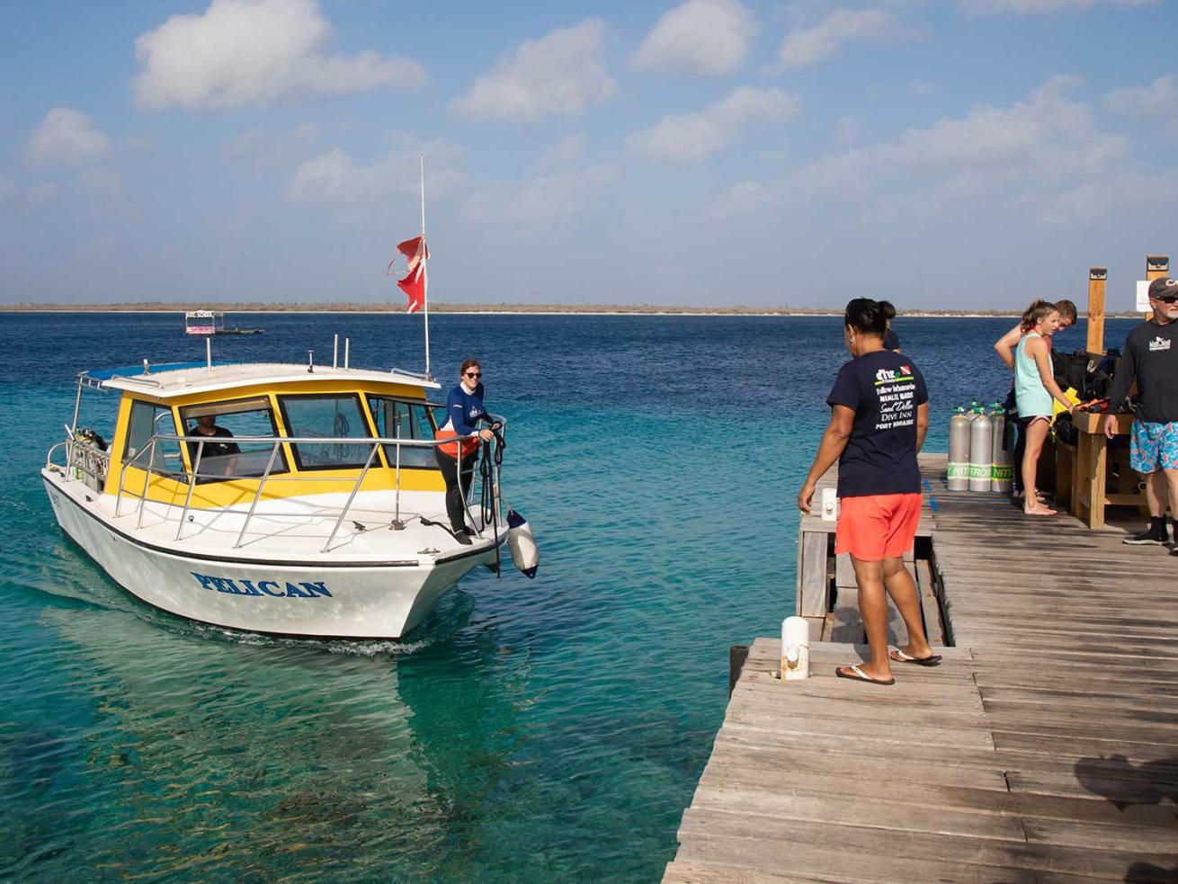 Delfins dive boat