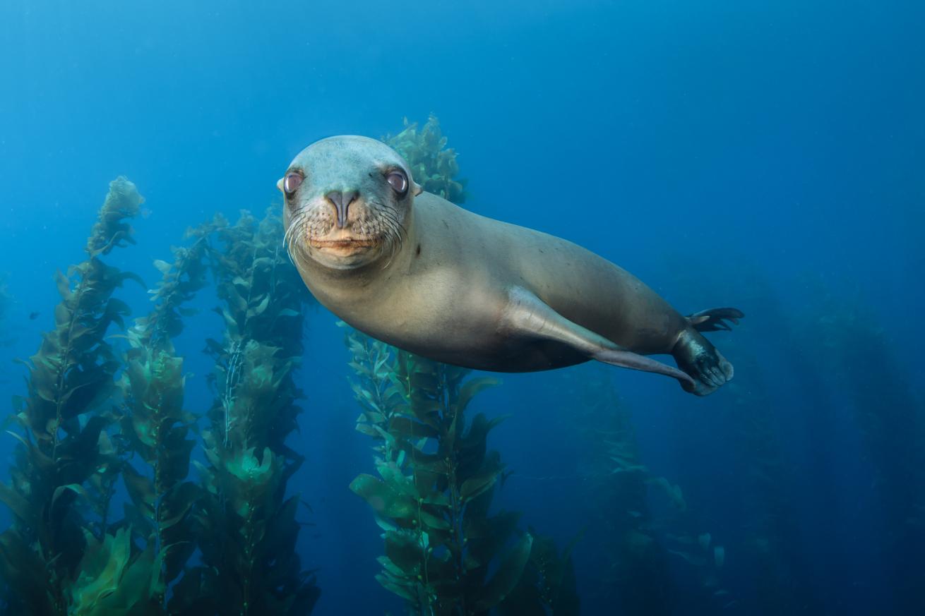 sea lion southern california