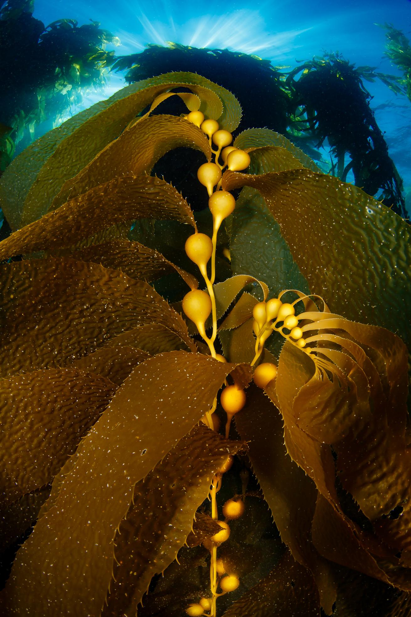 kelp forest southern california