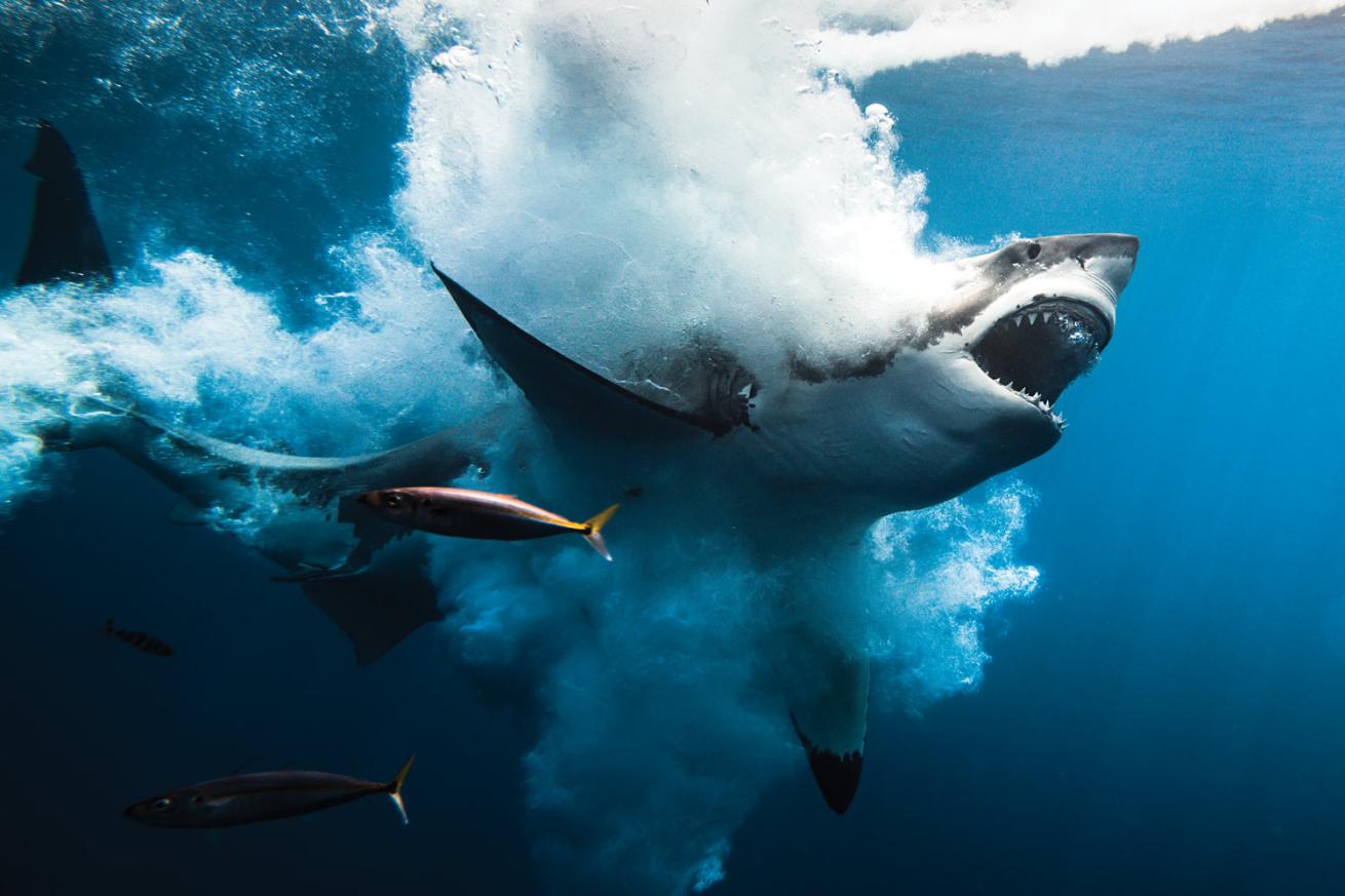 shark underwater