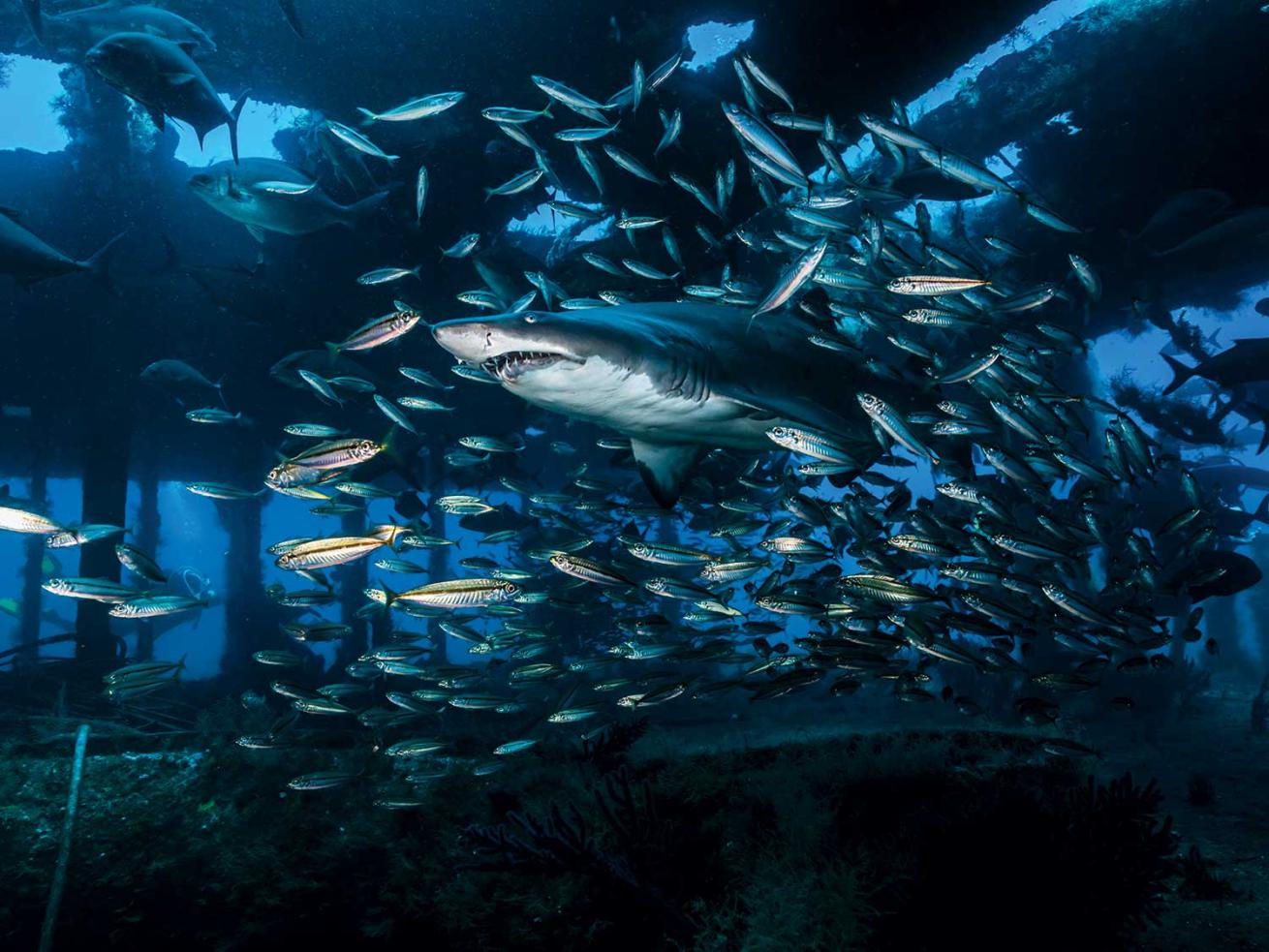 Shark swimming in school of fish.