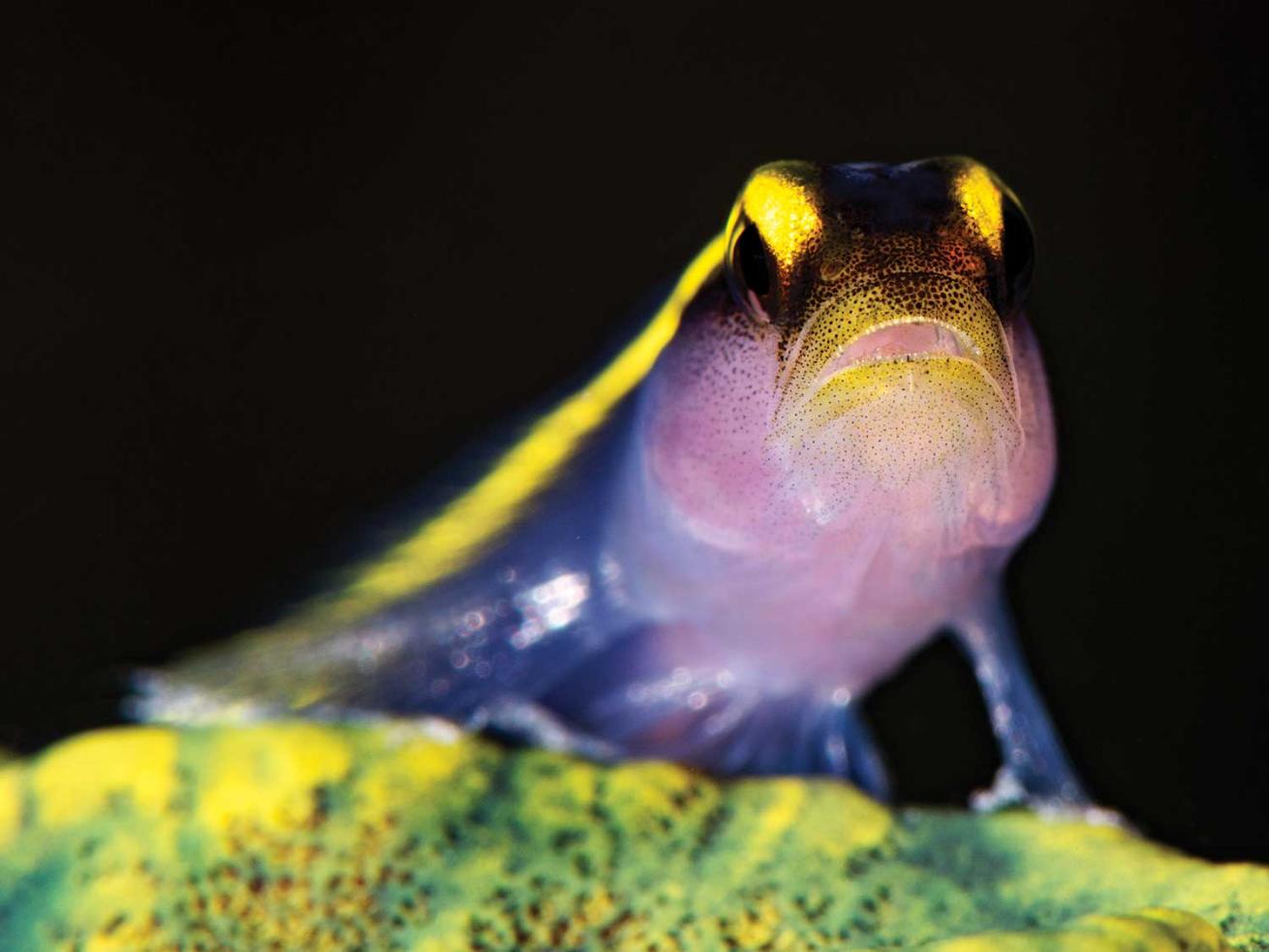 A neon goby at Jack's Hole.