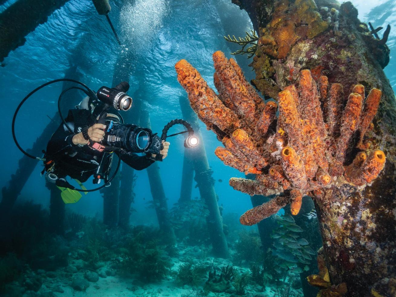 Marine Life Education at Buddy Dive