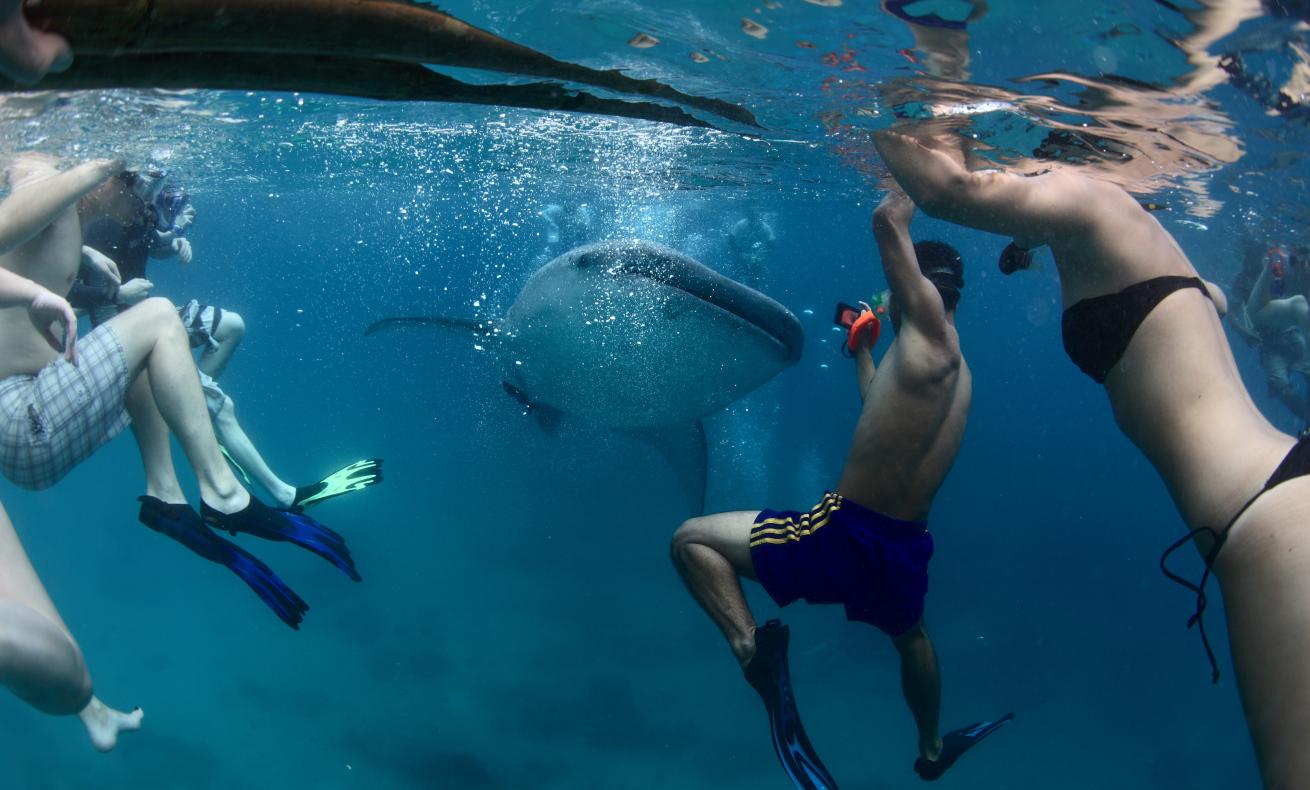 snorkelers whale shark