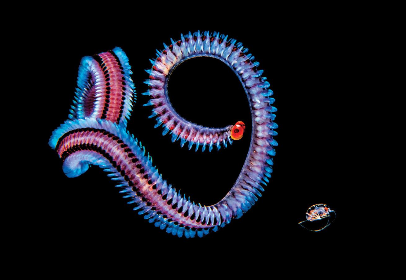 Blackwater Worm Tahiti