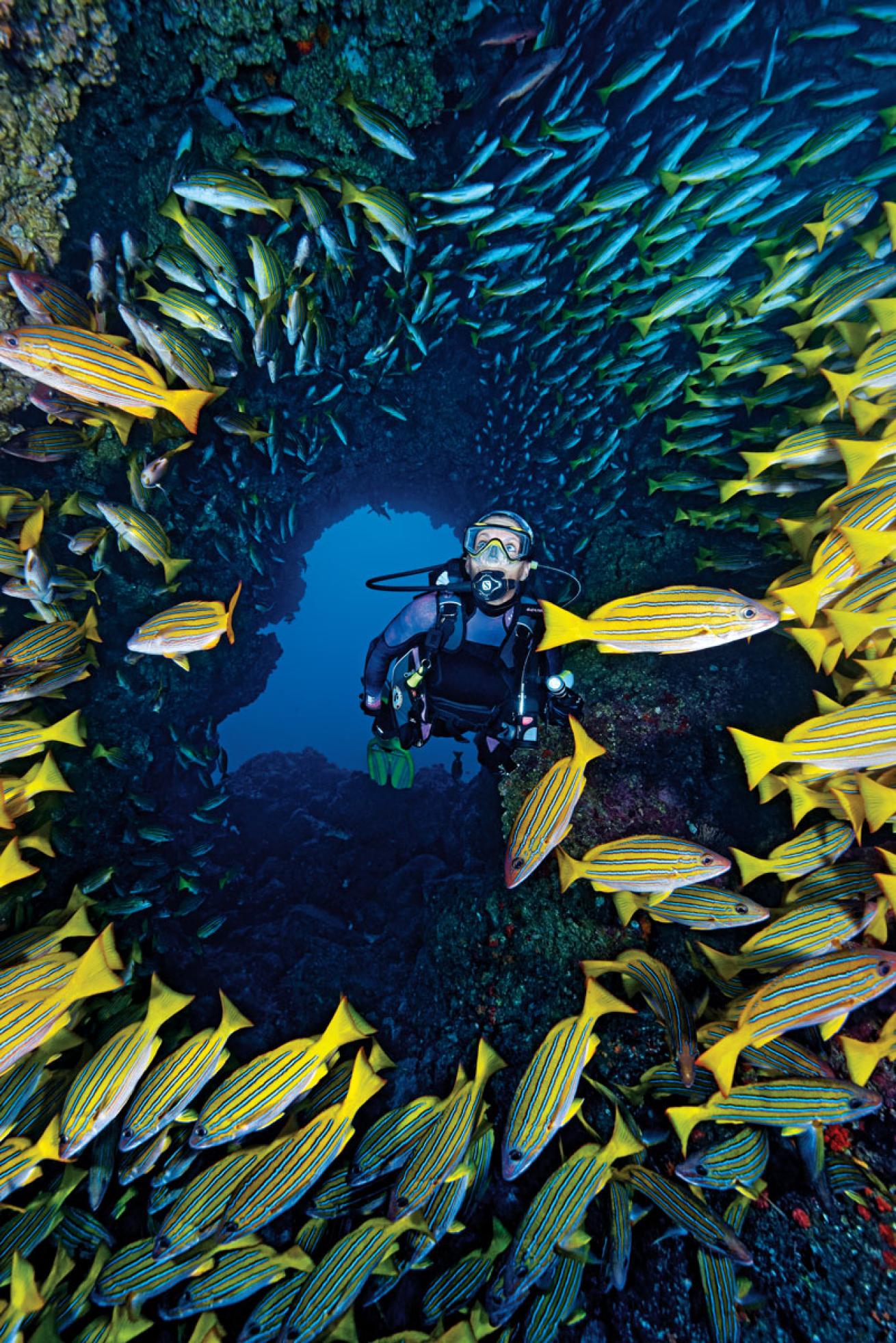 Snapper in Costa Rica