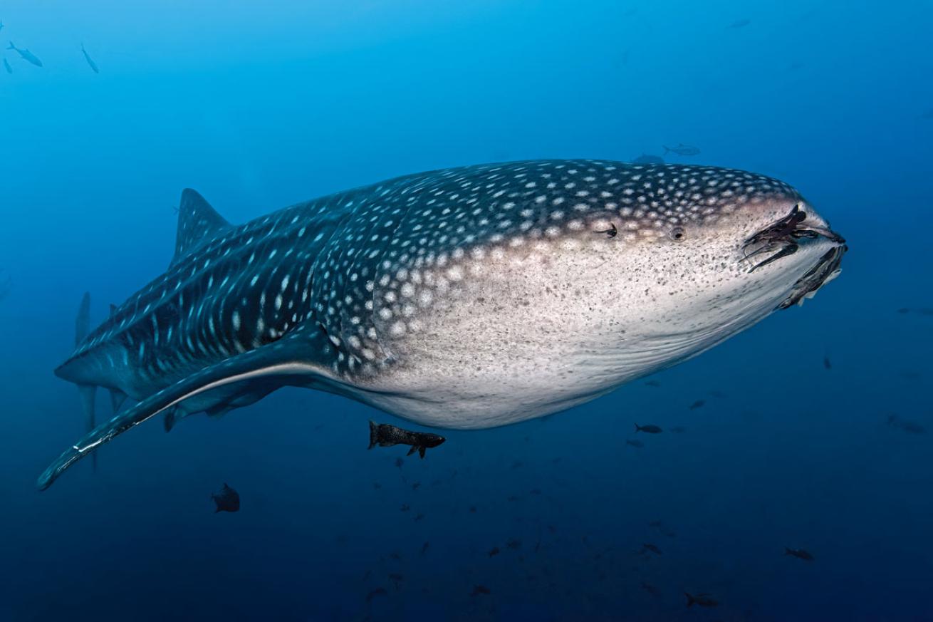 Whale Shark Costa Rica