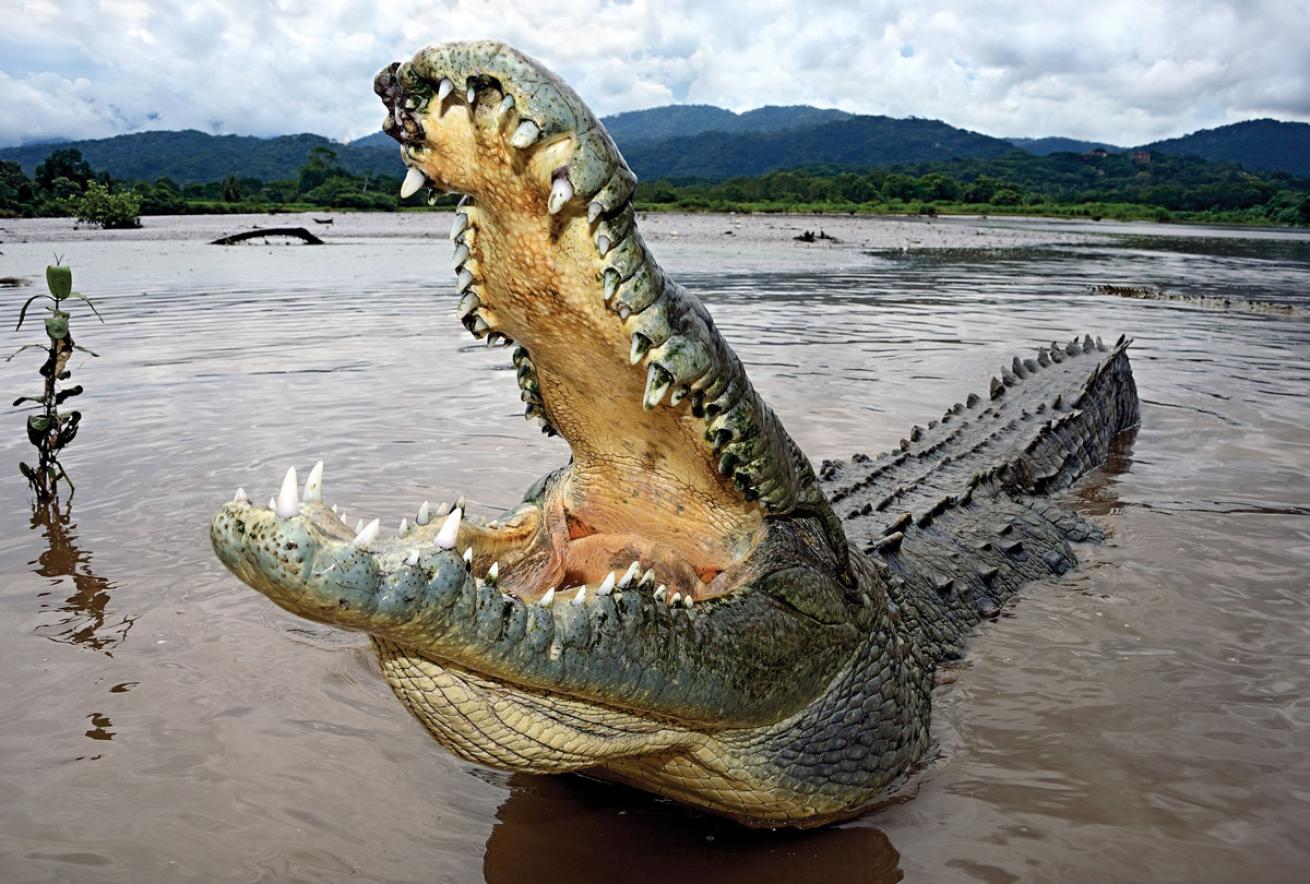 Crocodile Costa Rica