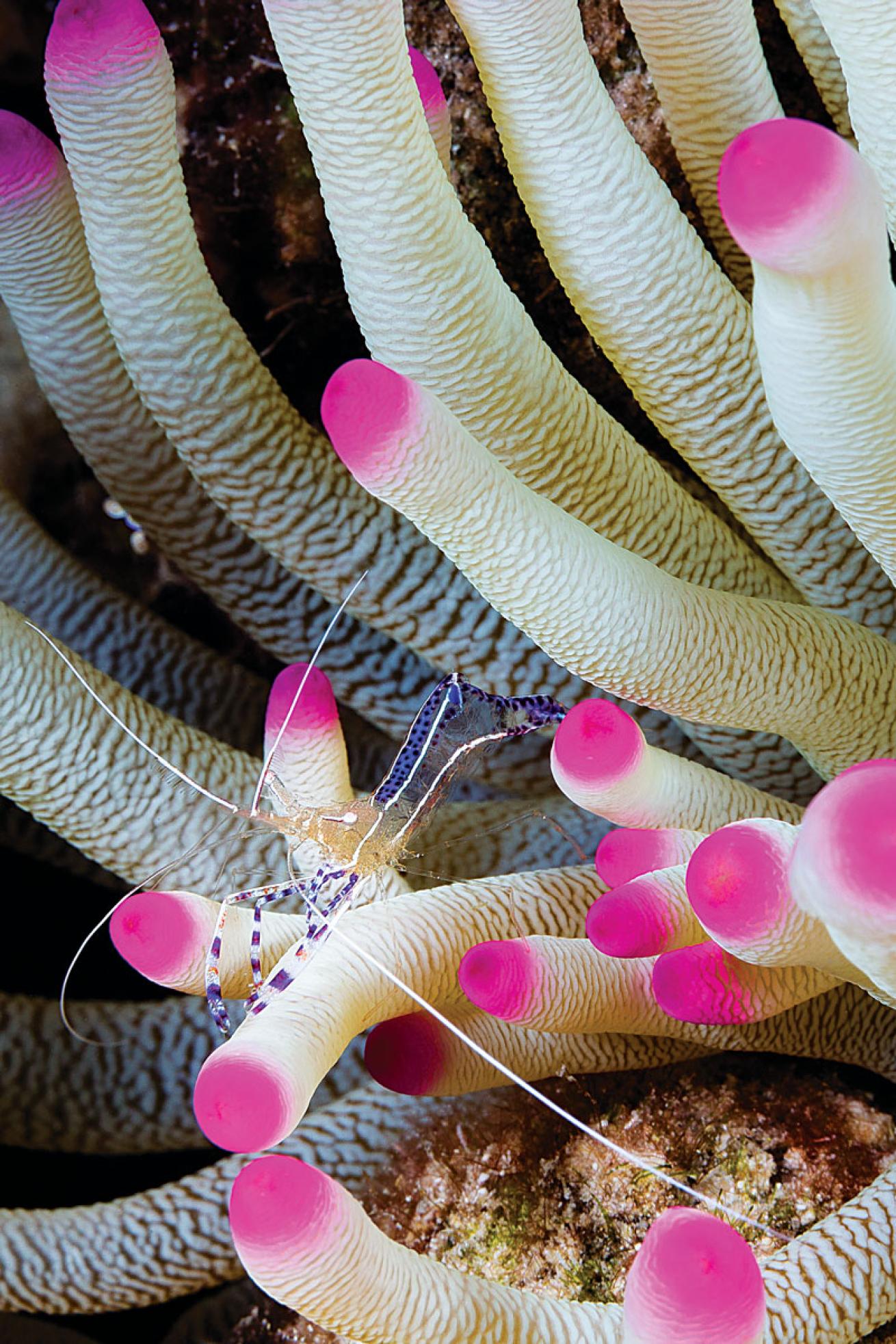 Bonaire Cleaner Shrimp