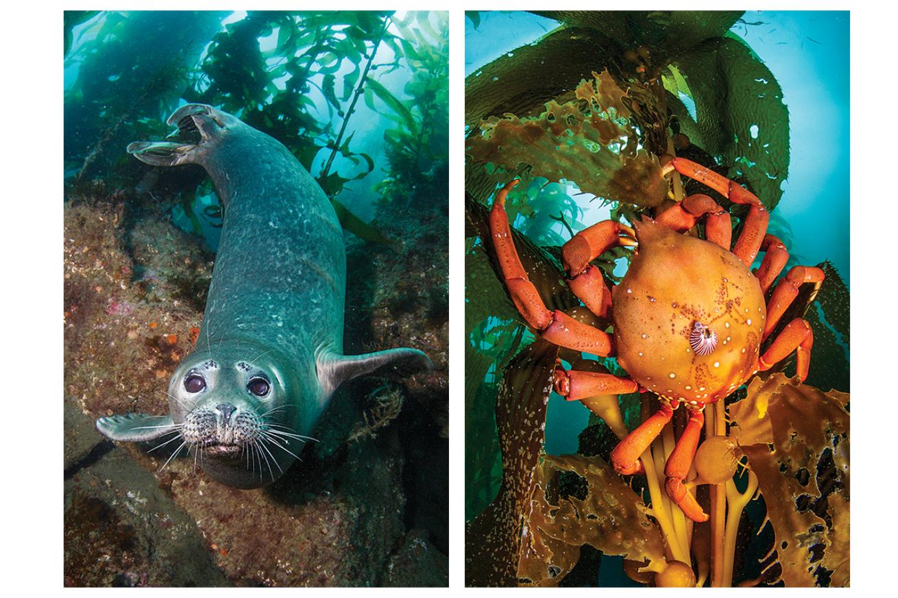 Southern California Underwater